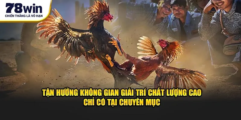 Sảnh Đá Gà ODIN GAMECOCK 78Win - Đấu Trường Đặc Biệt 2 Tận hưởng không gian giải trí chất lượng cao chỉ có tại chuyên mục